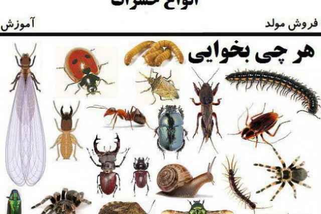 فروش حشرات  زنده خشك دانشجويي