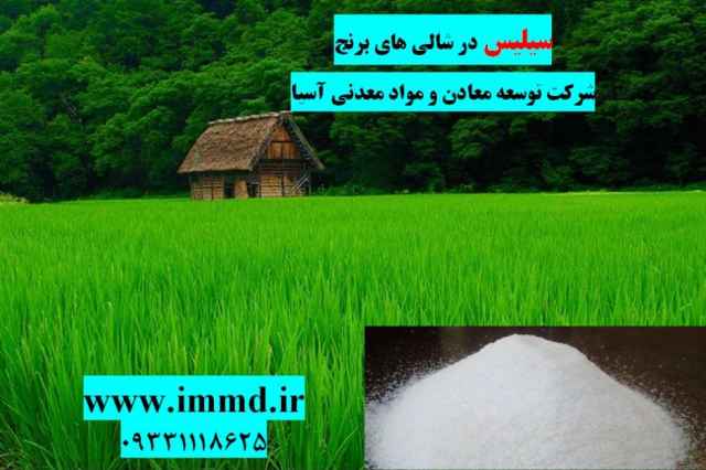 كاربرد سيليس در كشت برنج