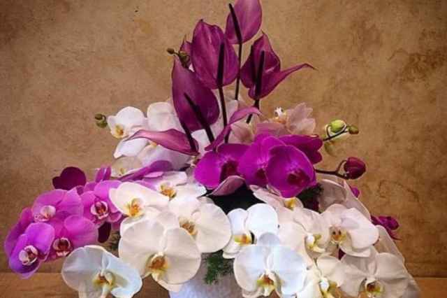 سفارش و تزيين انواع گل هاي زينتي و گياهان آپارتماني