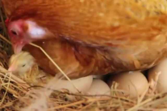 فروش ويژه مرغ هاي ( پنج ماهه تخم گذار ) - طيور