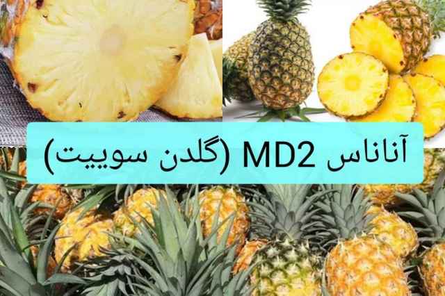 نهال آناناس طلايي MD2 ( گلدن سوييت)