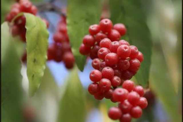 فروش نهال درختچه سيلور بري ژاپني (زيتون پاييزه)🎥🍇