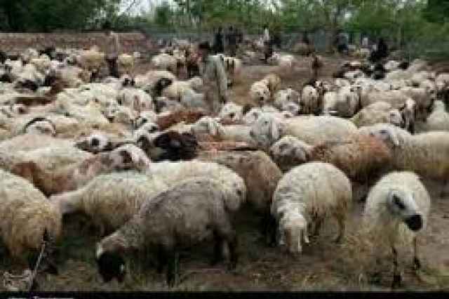 قيمت گوسفند زنده در تهران