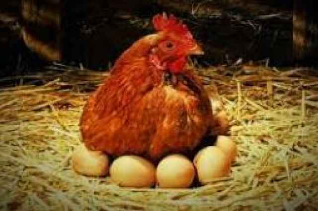 آموزش پرورش مرغ تخمگذار همراه با مدرك