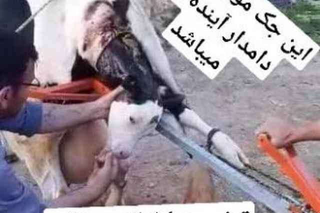 جديدترين جك زايمان اسب و گاو calf puler