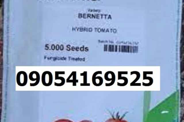 بذر گوجه فرنگي برنتا پرفروش