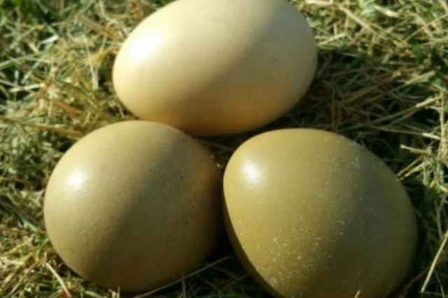 فروش تخم قرقاول اروميه