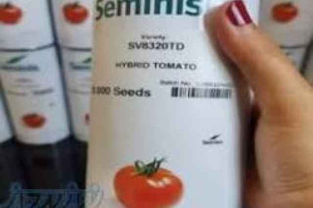 بذر گوجه فرنگي 8320 اصل